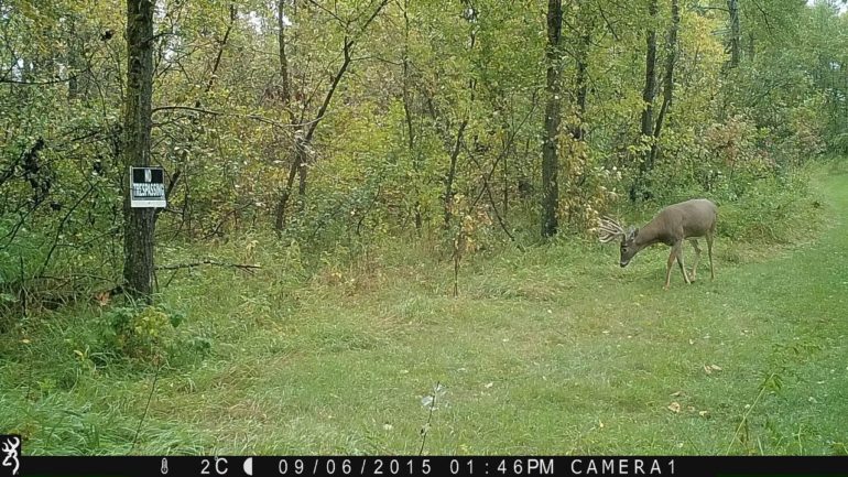 Excellent photo to show symmetry because tine sets. This deer appears to have the same tine length on both the right and left antler.